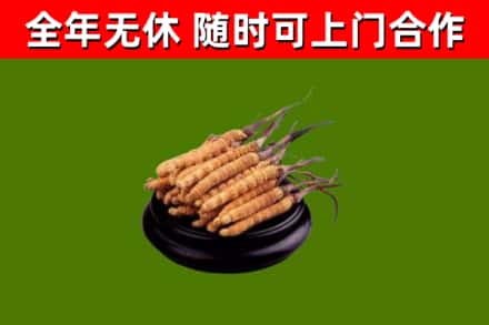 东区回收散虫草
